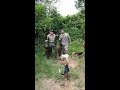 caza de venados y jabali con perros