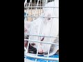 【子猫保護】目が見えず鳴き叫ぶガリガリの子猫 part2 #Shorts