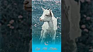 qurbani qurbani new song ?? Bakra Eid Mubarak ?? shorts youtubeshorts trending shortvideo short