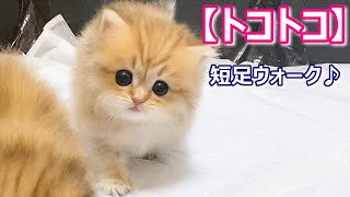 【子猫の成長記録】ミヌエットの子猫達がトコトコ歩く件 ∼猫のいる生活Vol.161∼ 出産動画 マンチカン短足・ミヌエット・ペルシャ猫専門ブリーダー『ペット蔵人』 【子猫の成長記録】ミヌエットの子猫達がトコトコ歩く件 ∼猫のいる生活Vol.161∼ 出産動画 マンチカン短足・ミヌエット・ペルシャ猫専門ブリーダー『ペット蔵人』