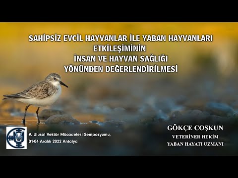 Video: Su piresi: tür tanımı, habitat, beslenme alışkanlıkları ve ilginç gerçekler