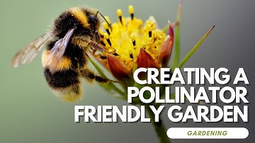 Creating a Pollinator-Friendly Garden