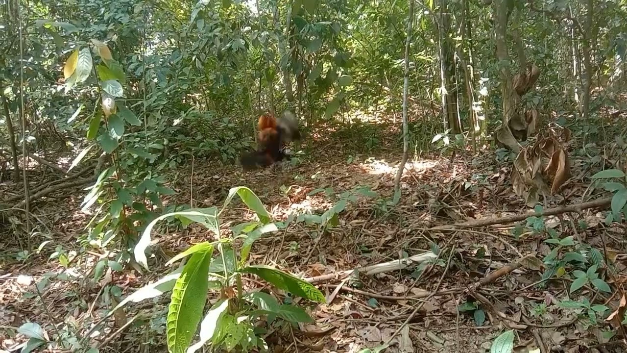 Aksi gumpal C lalak tak ada rezeki full kod longok melaka...