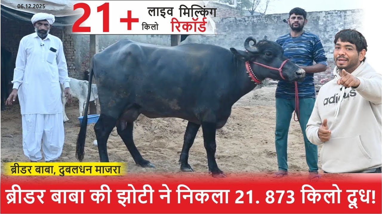 ब्रीडर बाबा की झोटी ने निकला 21. 873 किलो दूध || BREEDER BABA, DUBALDHAN MAJRA