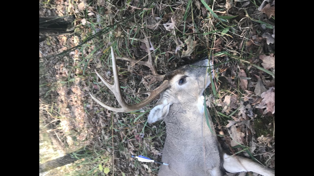 Охота с арбалетом на копытных. Достойный трофей! - YouTube