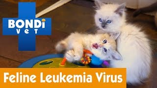 How To Protect Your Cat From Feline Leukemia Virus | Pet Health
