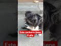 #memes #humor #pitbull #elmundo #reflexionesdeldia #reflexion #reflexion #cat #yosoydelos7mil#1k