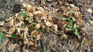 Почему весной не убираю старые листья клубники