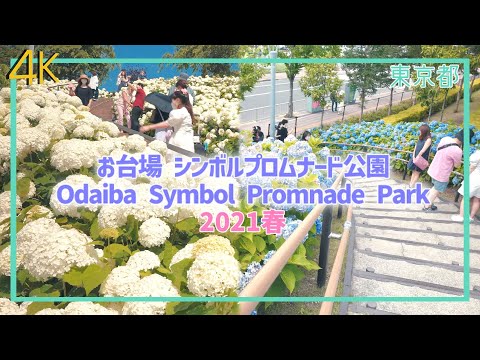 【お台場 紫陽花隠れスポット】"Symbol Promenade Park in Odaiba, Tokyo, Japan 2021" Hydrangea 東京 【4K】