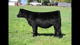 Tag 4 | Teets Cattle Co.