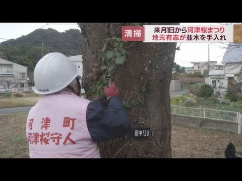2月1日から河津桜まつり…守人の会が並木のツタや枯れ枝取り除き出迎え準備　静岡・河津町