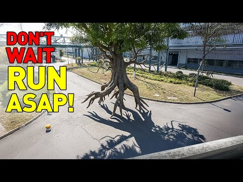 For The First Time Scientists Capture A Tree Moving It Shocked Them 