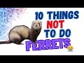 10 things you should not do to a ferret