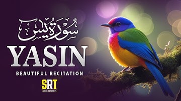 Every Evening 🌆 🎧 Surah Yasin (Yaseen) سورة يس كاملة Full with Arabic Text & Translations EP .90