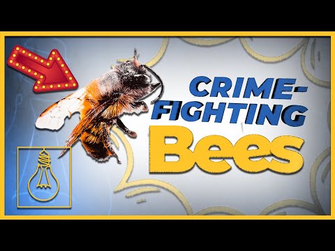 How Bees are Helping Solve Murders (Solutionaries)