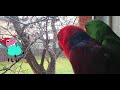 Eclectus Talking with the rain