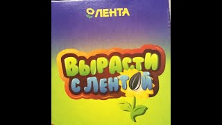 Вырасти с  Лентой. Сажаем брокколи