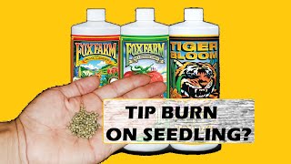 Fox Farm Causing Tip Burn On Your Cannabis Seedlings?