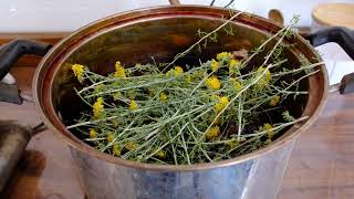 California Golden Yarrow Eriophyllum Confertiflorum