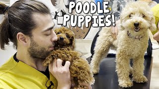2 NAUGHTY POODLE PUPPIES! ( The Playful and The Calm! )