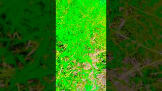 Natural Parrot Sounds Yt