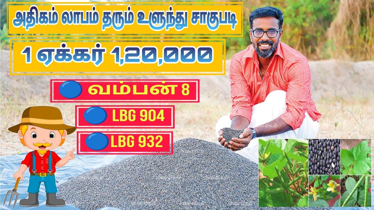 🌾 அதிக லாபம் தரும் உளுந்து சாகுபடி | 1 ஏக்கர் ₹.1,20,000 வருமானம் தரும் | Black Gram Cultivation 🌾