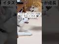 イタズラっ子ハスキーが成長するとこうなる #shorts