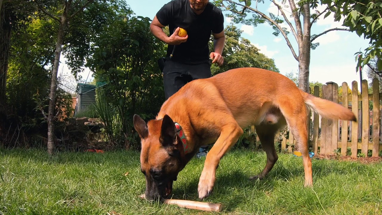 Why hard tugging dogs don’t retrieve?
