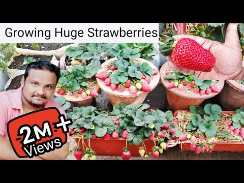 Growing HUGE Strawberries in Pot.🍓 How To Grow Strawberry in winter, from seed to harvest.