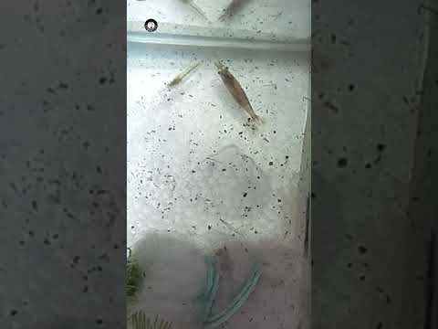 breeding cherry shrimps. can you see the little ones?