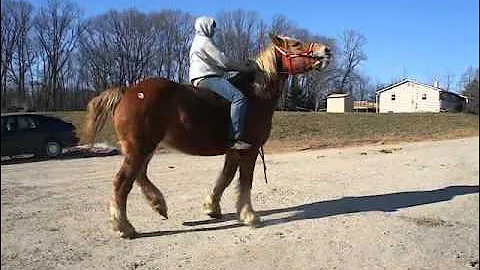 3-29-30BOHorses 270.MP4