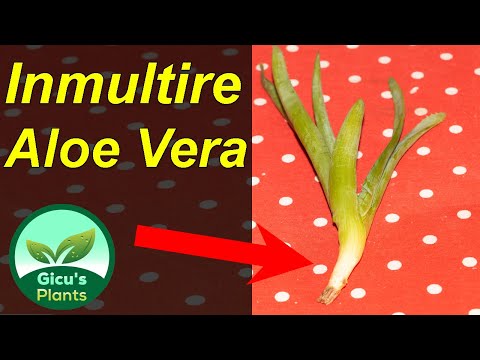 Video: Cum Se Rădăcină Aloe