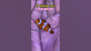 Quá trình phát triển của Cá Nemo như thế nào ? Nhớ xem hết clip #traicabetta #bettashop #bettasales