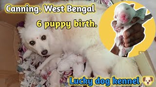 Spitz 6 puppy birth. lucky dog kennel in West Bengal canning/ Booking open/ 9064393486.