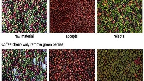 coffee cherry color sorting machine