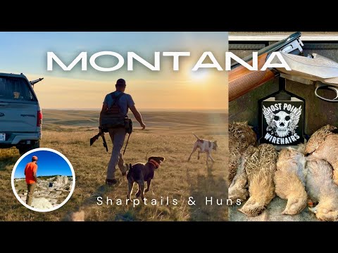 Montana '24, Shaptails & Huns