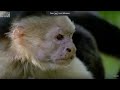 Monkey's Bluff | Clever Monkeys | BBC Earth