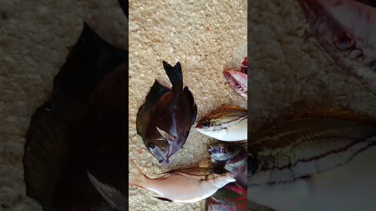 good enough @net fishing 