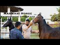 Haryana  indias top marwari horses  yadhuvanshi stud farm  unleasmarwadihorses