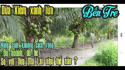 TRỒNG DỪA XIÊM XANH LÙN CÓ HIỆU QUẢ KINH TẾ HƠN DỪA MÃ LAI KHÔNG? ĐO HOÀNH, BẸ VÀ KHOẢNG CÁCH TRỒNG.