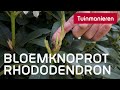 Bloemknoprot in de rhododendron  ziektes en plagen  tuinmanieren