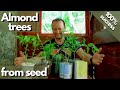 ☑️ Almond trees from seed 🌳 Αμυγδαλιά από σπόρο 🌱