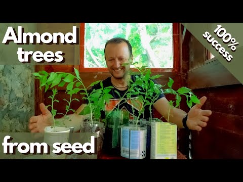Vídeo: El meu arbre d'ametller no floreix: per què no hi ha flors d'ametller això