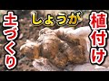 【第１回】ショウガ（生姜）の栽培！大きく育てるポイント（土づくり〜植え付け〜収穫の目安）