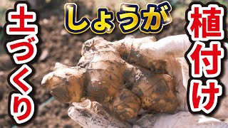 【第１回】ショウガ（生姜）の栽培！大きく育てるポイント（土づくり〜植え付け〜収穫の目安）