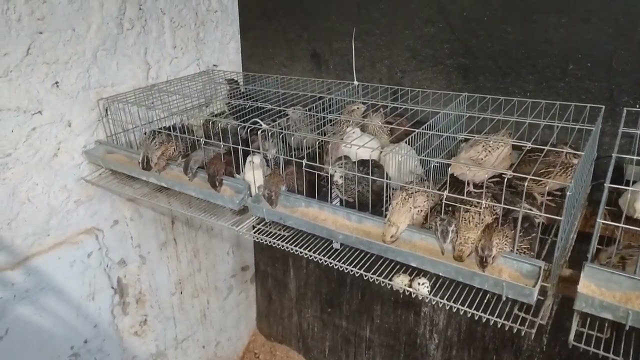 Aumentou os integrantes do espaço Cordeiro e família