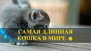 Самая длинная кошка в мире ☺☺☺ Самая длинная кошка в мире ☺☺☺