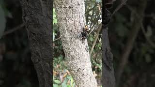Frelon asiatique, Vespa velutina, effectuant un "tapecul".