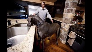 THE BIGGEST DOG / Самые Большие Собаки THE BIGGEST DOG / Самые Большие Собаки