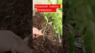 Пасынкование томатов Пасынкование помидор Как удалить пасынки на томатах Как удалять пасынки